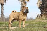 SHAR-PEI 672